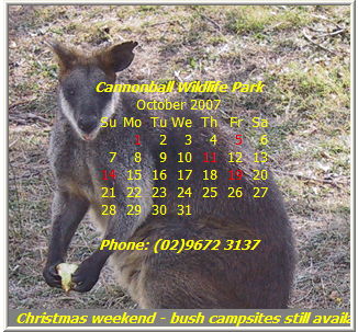 wallaby photo